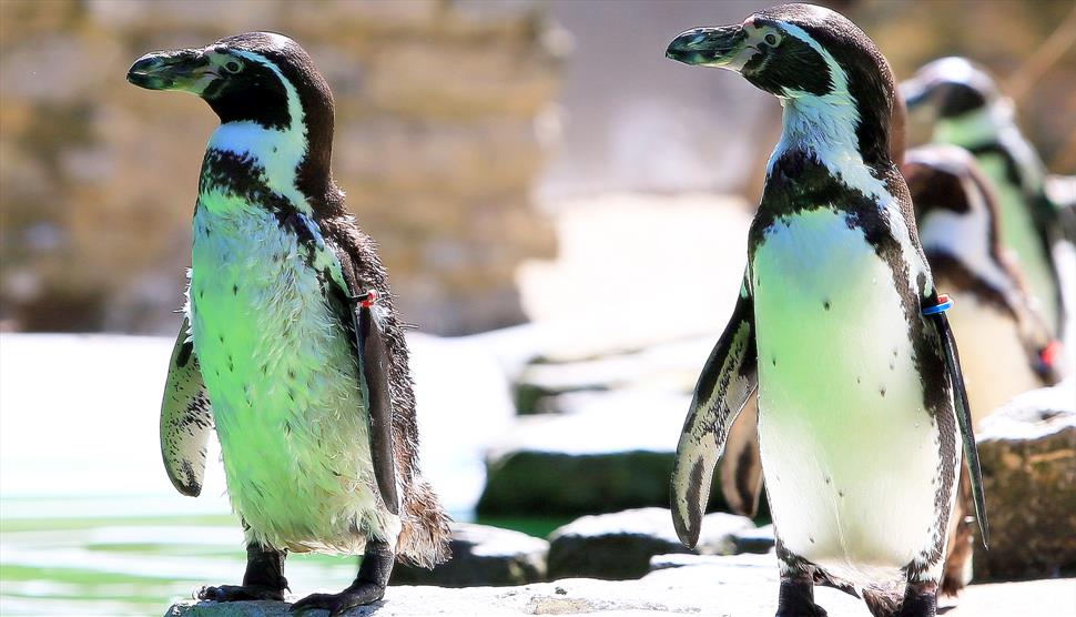 Bird World Farnham Offers