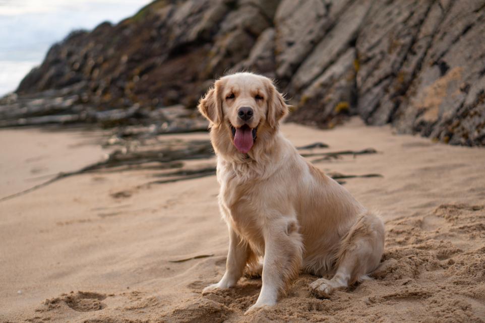 Dog Friendly Beaches Near London UK