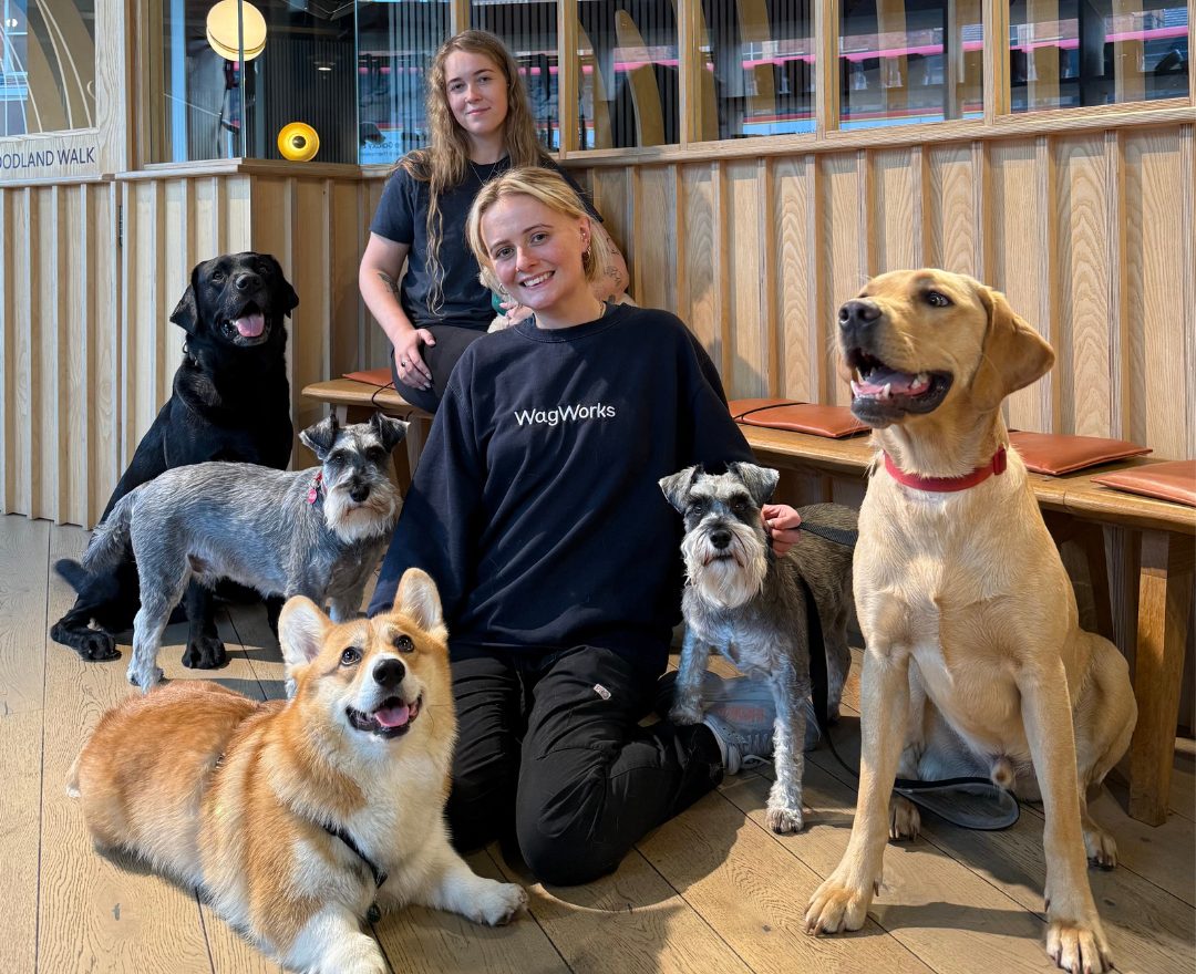 Doggy Day Care Fulham