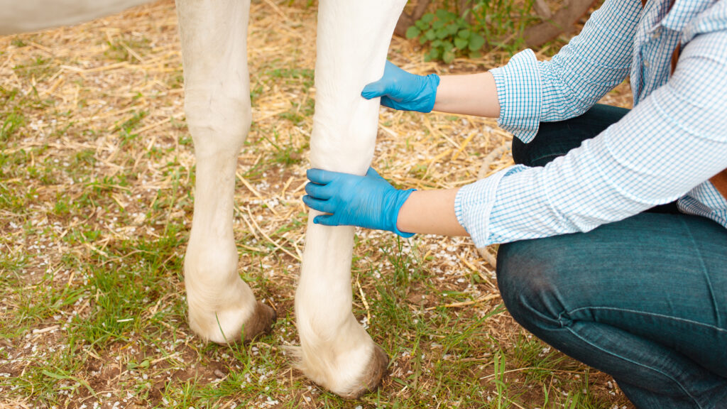 Horse Lame in Trot No Heat or Swelling