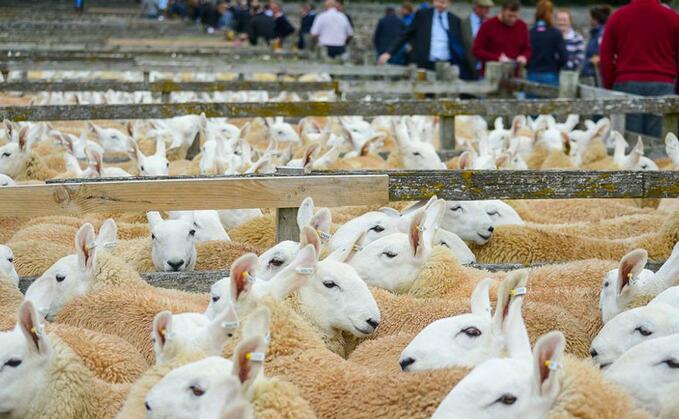 Livestock Auctioneers Association